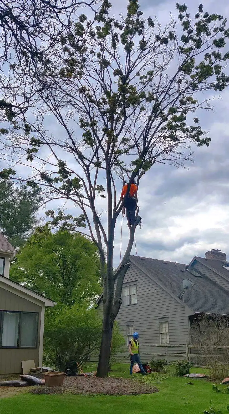 Spartan Tree climber removing a partially dead maple in a Rochester NY backyard