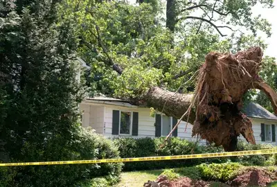 24/7 emergency tree service in Rochester NY
