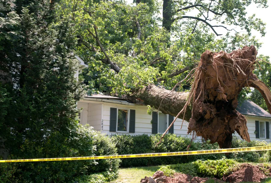 Emergency tree service Rochester NY