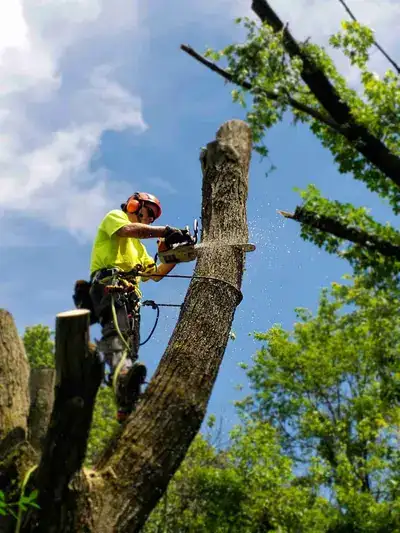 Tree removal crew in Rochester NY