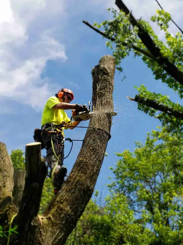 Tree removal in Rochester NY